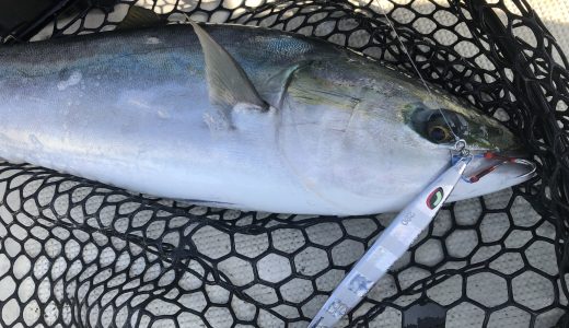 ジグで釣れたハマチです。